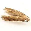 Coleotechnites nigra