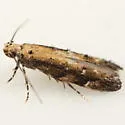 Coleotechnites nigra - photo 2