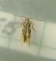 Orange Spruce Needleminer Moth - Hodges#1826 - photo 2