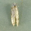 Orange Spruce Needleminer Moth - Hodges#1826 - photo 3