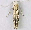 Orange Spruce Needleminer Moth - Hodges#1826 - photo 4