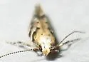Orange Spruce Needleminer Moth - Hodges#1826 - photo 5