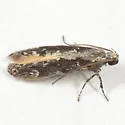 Coleotechnites quercivorella - Hodges#1828 - photo 2