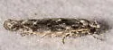 Coleotechnites quercivorella - Hodges#1828 - photo 4