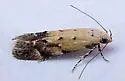 Coleotechnites thujaella - Hodges#1832 - photo 2