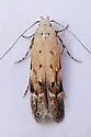Coleotechnites thujaella - Hodges#1832 - photo 3