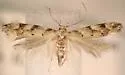 Coleotechnites thujaella - Hodges#1832 - photo 4