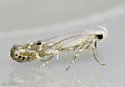 Coleotechnites variiella - Hodges#1833 - photo 2