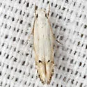 Coleotechnites variiella - Hodges#1833 - photo 3