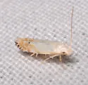 Coleotechnites variiella - Hodges#1833 - photo 4