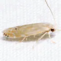 Coleotechnites variiella - Hodges#1833 - photo 5