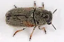 Coleothorpa axillaris