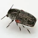 Coleothorpa axillaris - photo 2