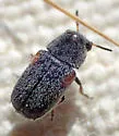 Coleothorpa axillaris - photo 3