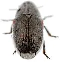 Coleothorpa axillaris - photo 4