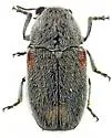 Coleothorpa axillaris - photo 5