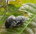 Coleothorpa dominicana