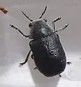 Coleothorpa dominicana - photo 4