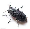 Coleothorpa seminuda
