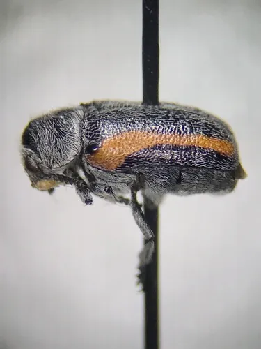 Coleothorpa vittigera - Coleothorpa vittigera