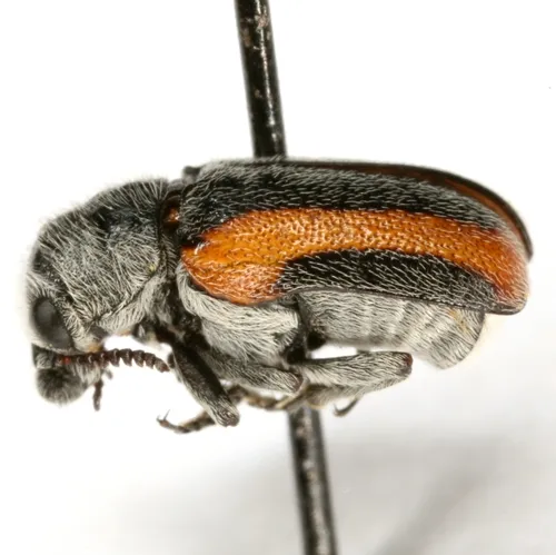 Coleothorpa vittigera - photo 2