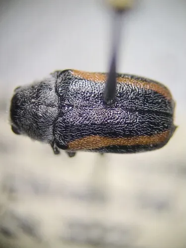 Coleothorpa vittigera - photo 3