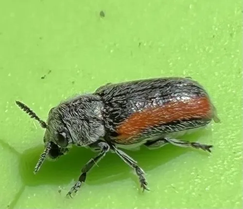 Coleothorpa vittigera - photo 4