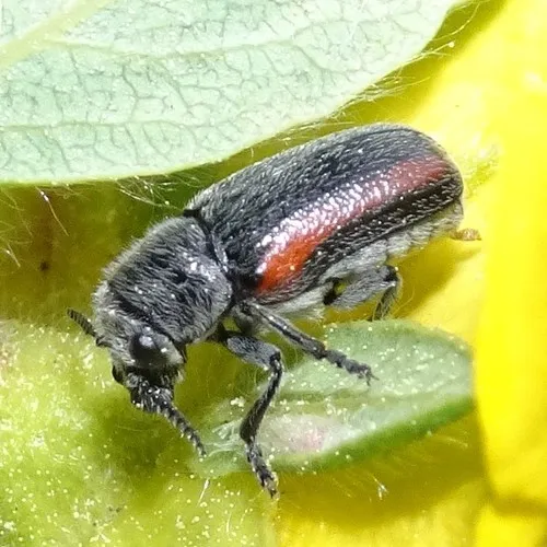 Coleothorpa vittigera - photo 5