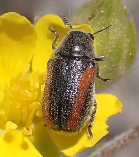Coleothorpa vittigera - photo 6