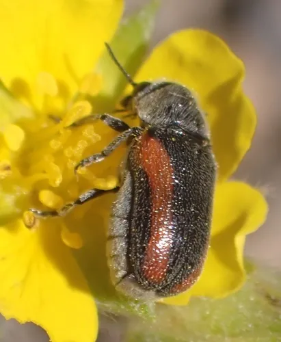 Coleothorpa vittigera - photo 7