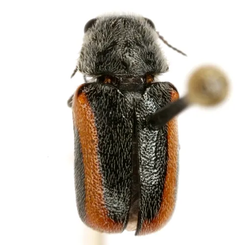 Coleothorpa vittigera - photo 8