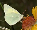 Queen Alexandra's Sulphur - Hodges#4211