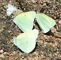Queen Alexandra's Sulphur - Hodges#4211 - photo 2