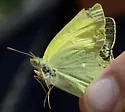 Queen Alexandra's Sulphur - Hodges#4211 - photo 3