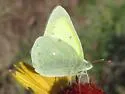 Queen Alexandra's Sulphur - Hodges#4211 - photo 4