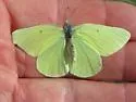 Queen Alexandra's Sulphur - Hodges#4211 - photo 5