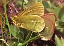 Sierra Sulphur - Hodges#4219