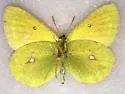 Canadian Sulphur - Hodges#4214.1
