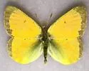 Canadian Sulphur - Hodges#4214.1 - photo 2