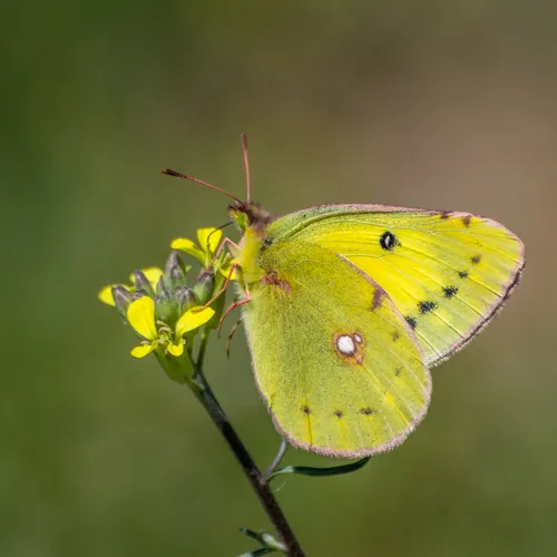 Clouded Yellow - photo 4