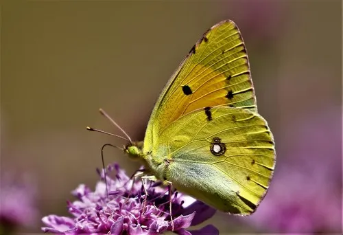 Clouded Yellow - photo 5