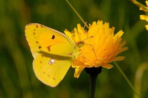 Clouded Yellow - photo 6