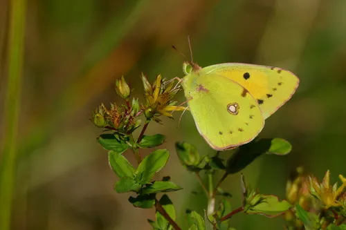 Clouded Yellow - photo 7