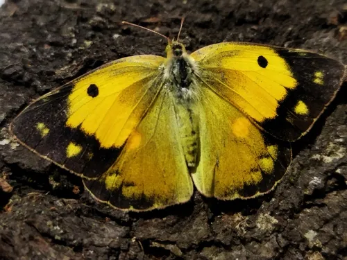 Clouded Yellow - photo 8