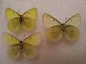 Giant Sulphur - Hodges#4222