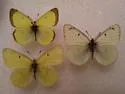 Giant Sulphur - Hodges#4222 - photo 2