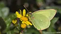 Giant Sulphur - Hodges#4222 - photo 3