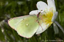 Giant Sulphur - Hodges#4222 - photo 4
