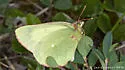 Giant Sulphur - Hodges#4222 - photo 5