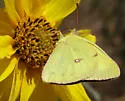 Harford's Sulphur - Hodges#4211.2